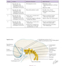 Netter’s Head and Neck Anatomy for Dentistry, 3rd Edition 2017