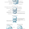 Netter’s Head and Neck Anatomy for Dentistry, 3rd Edition 2017