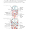 Netter’s Head and Neck Anatomy for Dentistry, 3rd Edition 2017