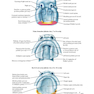 Netter’s Head and Neck Anatomy for Dentistry, 3rd Edition 2017