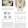 Sturdevant’s Art and Science of Operative Dentistry, 7th Edition2018 هنر و علم دندانپزشکی