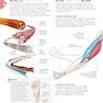 Science of Yoga: Understand the Anatomy and Physiology to Perfect Your Practice2019 علم یوگا: آناتومی و فیزیولوژی را درک کنید