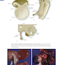 Human Embryology and Developmental Biology 6th Edition2019 جنین شناسی انسانی و زیست شناسی رشد