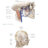 CURRENT Diagnosis - Treatment Otolaryngology-Head and Neck Surgery 4th Edition