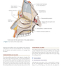 CURRENT Diagnosis - Treatment Otolaryngology-Head and Neck Surgery 4th Edition