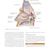 CURRENT Diagnosis - Treatment Otolaryngology-Head and Neck Surgery 4th Edition