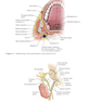 CURRENT Diagnosis - Treatment Otolaryngology-Head and Neck Surgery 4th Edition