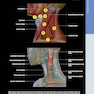 Diagnostic Ultrasound: Head and Neck 2nd Edition2019