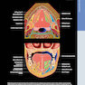 Diagnostic Ultrasound: Head and Neck 2nd Edition2019