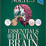 Nolte’s Essentials of the Human Brain 2nd Edition2018 مغز انسان