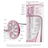 Renal Physiology: Mosby Physiology Series 6th Edition 2018