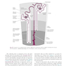 Renal Physiology: Mosby Physiology Series 6th Edition 2018