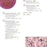 A Photographic Atlas for the Microbiology Laboratory 2011