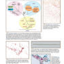 A Photographic Atlas for the Microbiology Laboratory 2011