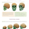 Form of the Head and Neck2021فرم سر و گردن