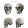 Form of the Head and Neck2021فرم سر و گردن