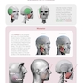 Form of the Head and Neck2021فرم سر و گردن