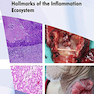 Head and Neck Cancer: Hallmarks of The Inflammation Ecosystem-Volume 2  2021 سرطان سر و گردن: نشانه های اکوسیستم التهاب-جلد 2