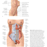 Atlas of Abdominoplasty