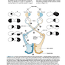 Lange Clinical Neurology, 11th Edition