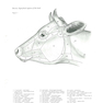 Atlas of Topographical Anatomy of the Domestic Animals 2nd Edición