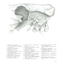 Atlas of Topographical Anatomy of the Domestic Animals 2nd Edición