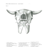 Atlas of Topographical Anatomy of the Domestic Animals 2nd Edición