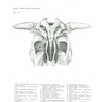 Atlas of Topographical Anatomy of the Domestic Animals 2nd Edición