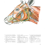 Atlas of Topographical Anatomy of the Domestic Animals 2nd Edición