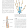 Plastic Surgery Volume 6: Hand and Upper Limb 4th Edicion 2018