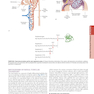 HARRISONS PRINCIPLES OF INTERNAL MEDICINE Part Disorders Of the Kindney And Urinary Tract