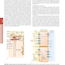 HARRISONS PRINCIPLES OF INTERNAL MEDICINE Part Disorders Of the Kindney And Urinary Tract