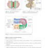 Neurology - A Clinical Handbook