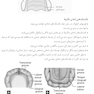 مرور سریع ارتودنسی