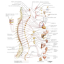 Netter Atlas of Human Anatomy: Classic Regional Approach: (Netter Basic Science) 8th Edition