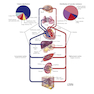 Netter Atlas of Human Anatomy: Classic Regional Approach: (Netter Basic Science) 8th Edition