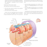 Gray’s Anatomy for Students 5th Edition 2024