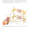 Gray’s Anatomy for Students 5th Edition 2024