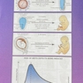 جنین  شناسی پزشکی لانگمن 2024