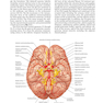 Neurosurgery Knowledge Update : A Comprehensive Review 2015