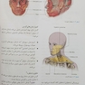 آناتومی گری برای دانشجویان 2024 سر و گردن جلد سوم