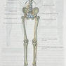 آناتومی گری برای دانشجویان اندام جلد دوم 2024