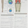 آناتومی گری برای دانشجویان اندام جلد دوم 2024