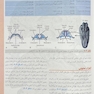 آناتومی گری برای دانشجویان نورو آناتومی جلدچهارم  2024