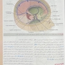 آناتومی گری برای دانشجویان نورو آناتومی جلدچهارم  2024