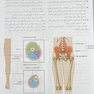 آناتومی گری برای دانشجویان 2024 اندام جلد دوم