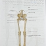 آناتومی گری برای دانشجویان 2024 اندام جلد دوم