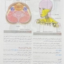 آناتومی گری برای دانشجویان سر و گردن جلد سوم  2024