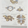آناتومی گری برای دانشجویان سر و گردن جلد سوم  2024