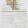 آناتومی گری برای دانشجویان سر و گردن جلد سوم  2024
